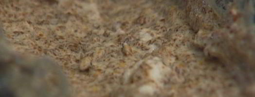 хлебное мороженое семифреддо по-русски. Шаг 6