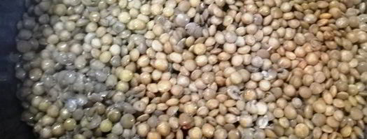 чечевица с лисичками и жареным адыгейским сыром. Шаг 10