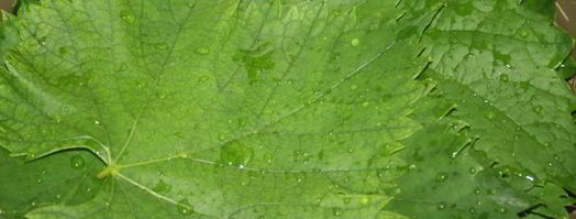 долма из молодых виноградных листьев с начинкой из смешанного фарша. Шаг 2