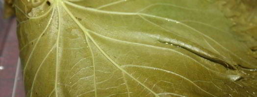 долма из свинины с яблоками. Шаг 4