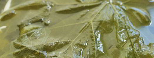 голубцы в виноградных листьях. Шаг 3