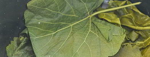 голубцы в виноградных листьях. Шаг 10