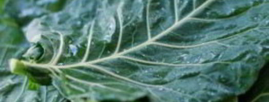 постные голубцы с пшеном. Шаг 2