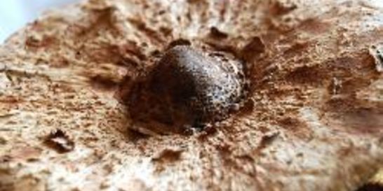 Гриб-зонтик жареный