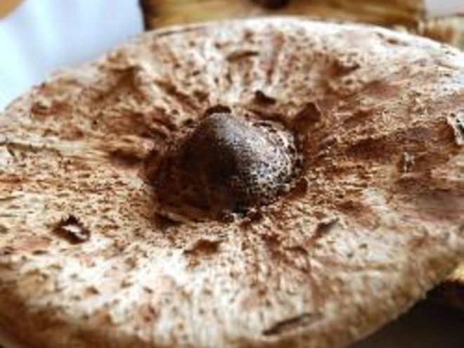 Рецепт гриба-зонтика жареного