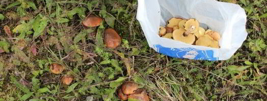 маслята жареные с картошкой. Шаг 5