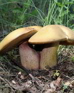 Тушеные дубовики