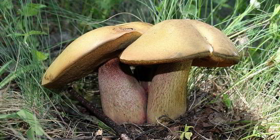 Тушеные дубовики