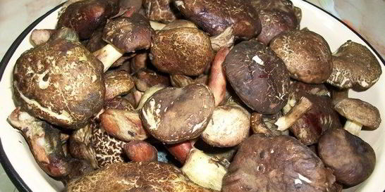 Тушеные моховики