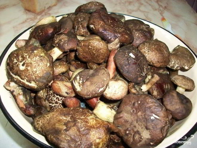 Рецепт тушеных моховиков