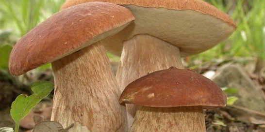 Запеченные белые грибы