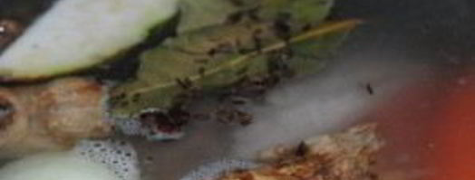 свиная рулька по-немецки. Шаг 3