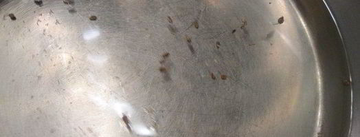 куриная печень форестер. Шаг 6