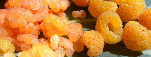 печень-гриль с инжирно-малиновым соусом. Шаг 5