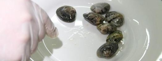 паэлья с морепродуктами. Шаг 14