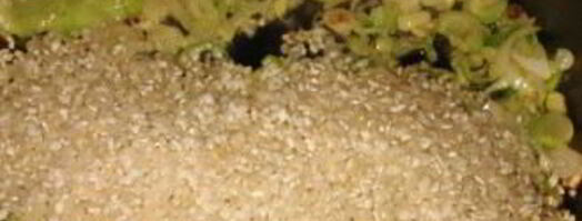 ризотто с сыром пармезан. Шаг 3