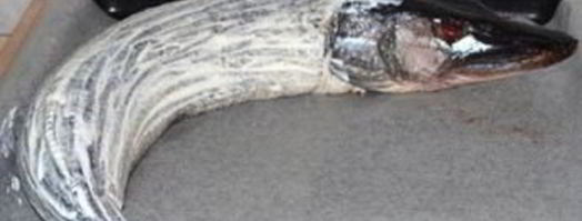 фаршированная щука в духовке. Шаг 5