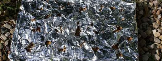 форель горячего копчения. Шаг 14