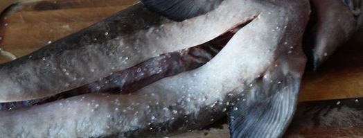 осетрина с лионским соусом. Шаг 2