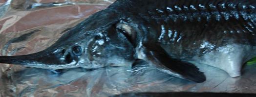 осетрина с лионским соусом. Шаг 6