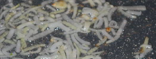 вареники с капустой и маслятами. Шаг 4