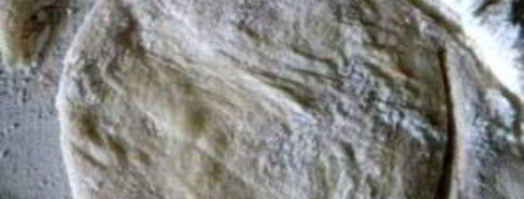 вареники с яблоками. Шаг 5