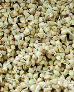 Пророщенная гречка