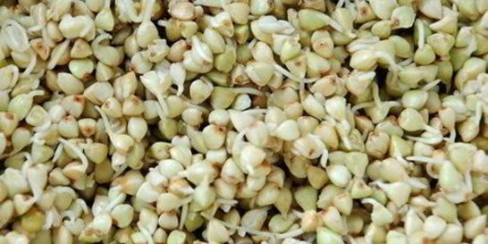 Пророщенная гречка
