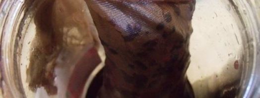 ежевичный сироп для дамских алькогольных напитков. Шаг 6