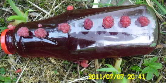 Малиновый сироп