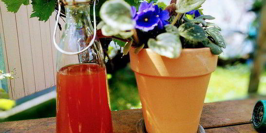 Ревеневый сироп