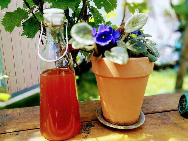 Рецепт ревеневого сиропа