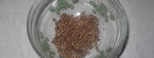 карельский черный хлеб. Шаг 4