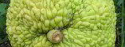 мартышкин хлеб. Шаг 23