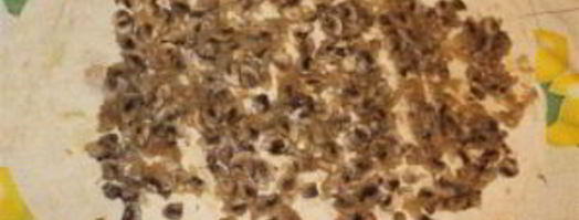 лаваш с грибами. Шаг 4