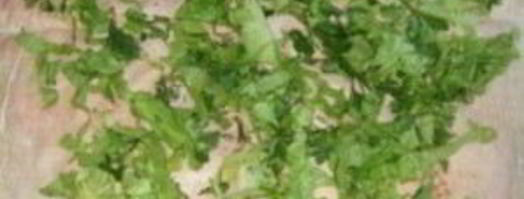 лаваш с колбасой. Шаг 3