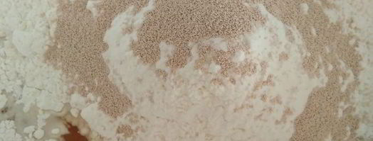 фокачча чиполлино. Шаг 2