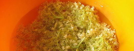 косматице оладьи из цветов черной бузины. Шаг 4