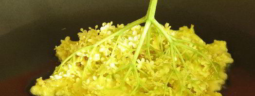 косматице оладьи из цветов черной бузины. Шаг 7