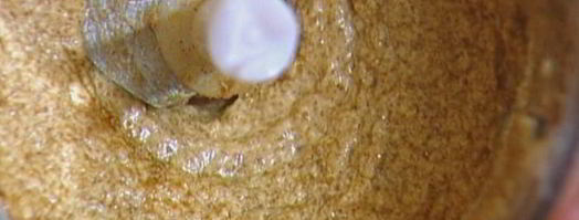 печенье с имбирем и чили. Шаг 4