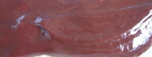 пирожное без выпечки. Шаг 5