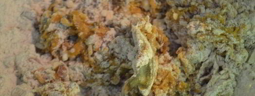 паровые пряники из цельнозерновой муки с медом и фундуком. Шаг 5