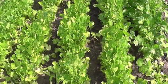 Кинза на зиму