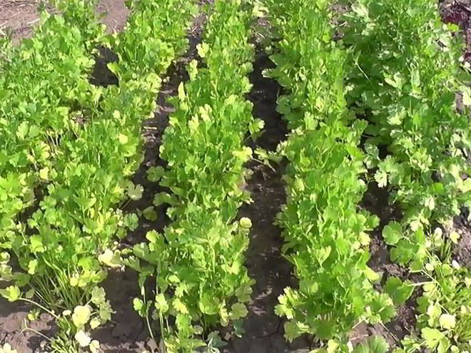 Рецепт кинзы на зиму