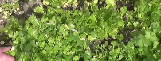 кинза на зиму. Шаг 2