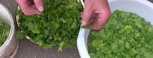 кинза на зиму. Шаг 3