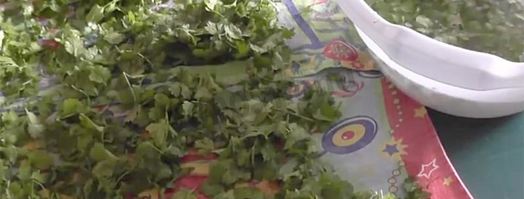 кинза на зиму. Шаг 4