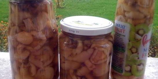 Маринованные маслята жареные