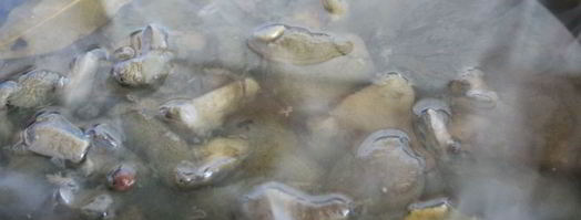 маринованные моховики на зиму. Шаг 2