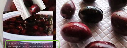 маслины домашнего маринования. Шаг 4